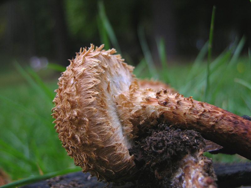 Quant'' bella la Pholiota squarrosa.